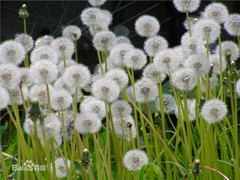 最新龚慈恩(Mini Kung)性感图片