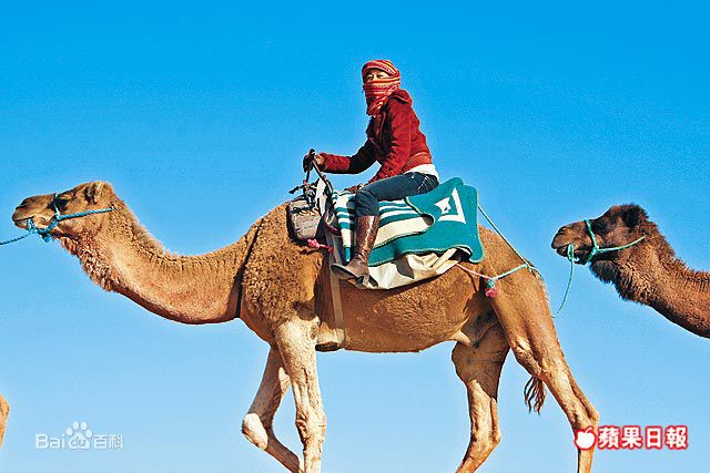 周海媚(Kathy CHAU)向世界出发-撒哈拉的自由人图册