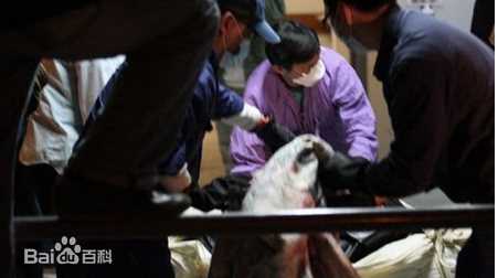 邓光荣(Alan Tang Kwong Wing)遗体运往殓房素颜照相册