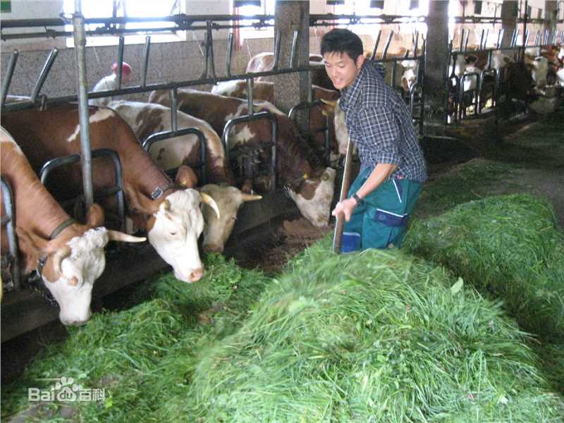 王宥胜(Chris Wang)冒险王性感图片图集