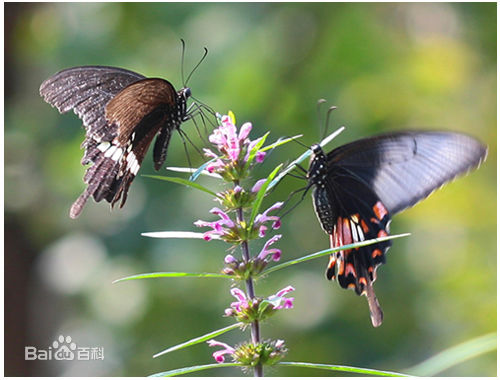 最全牛朝阳素颜照