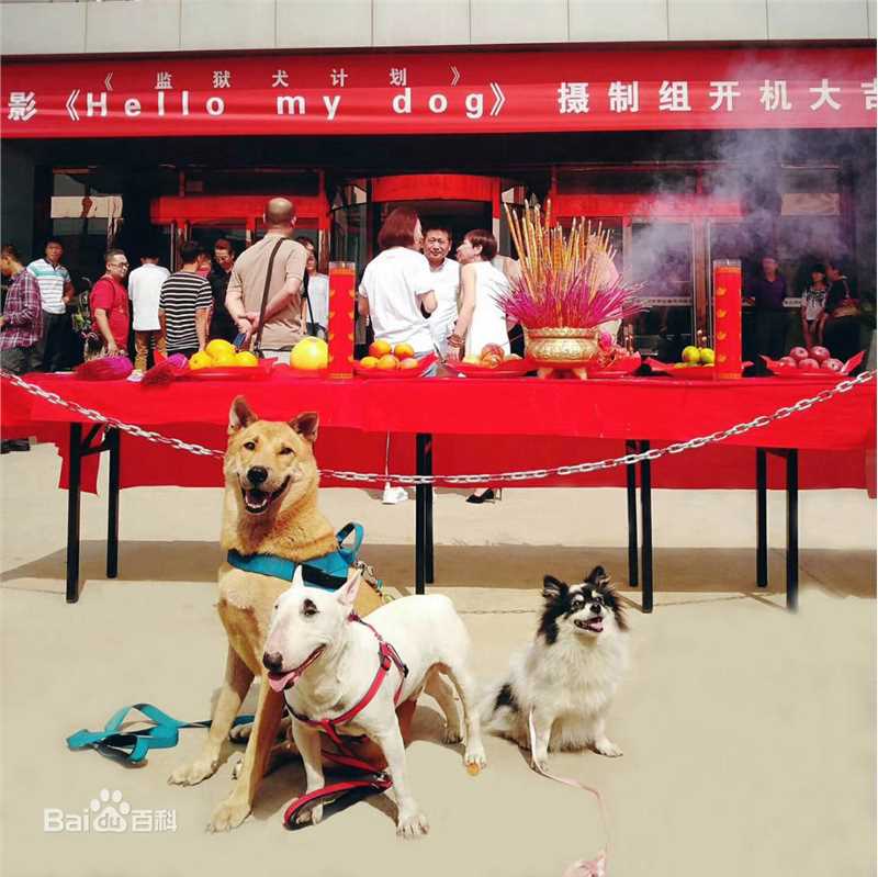 最新郭大雷(Zorro)壁纸