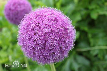 最新李赛凤(Moon Lee、Choi Fung)壁纸