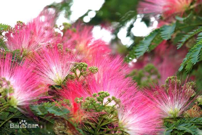 最全郎雄(Pual Lang)素颜照