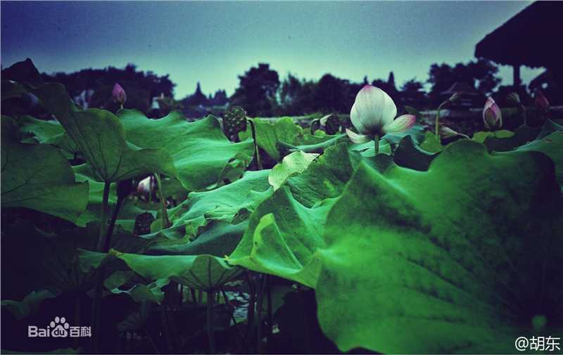 胡东摄影作品图片图集