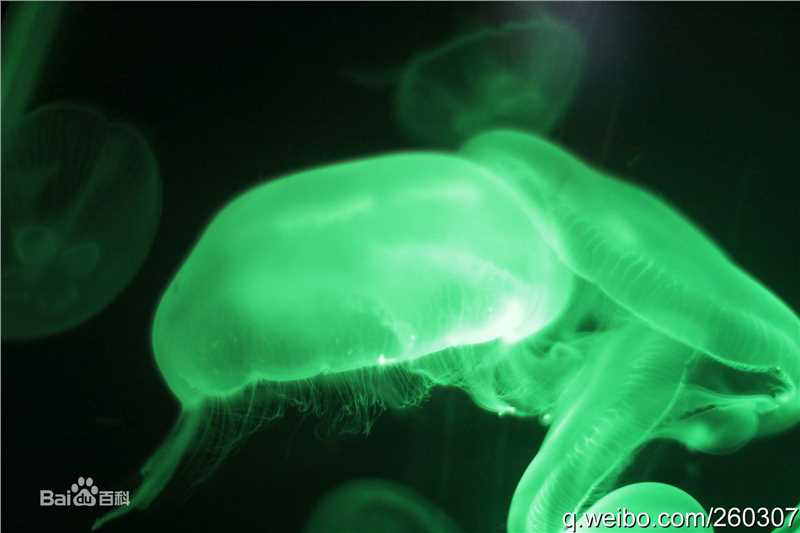 胡东摄影作品图片图集