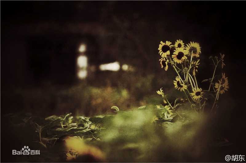 胡东摄影作品图片图集