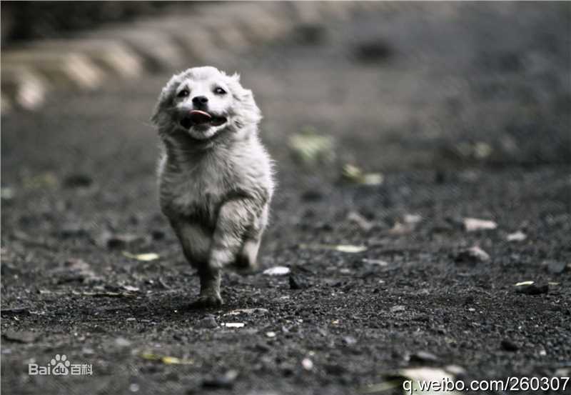 胡东摄影作品图片图集