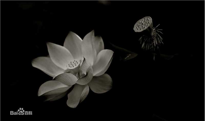 胡东摄影作品图片图集