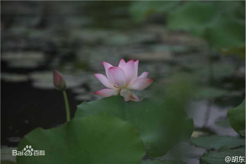 胡东摄影作品图片图集