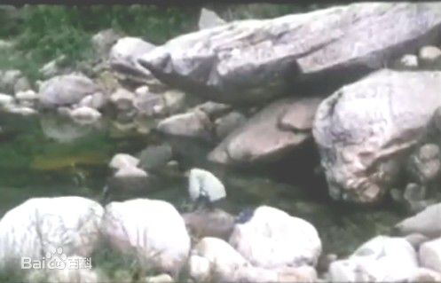 最新绪形直人(Ogata Naoto)在《葵花劫》视频截图中的壁纸