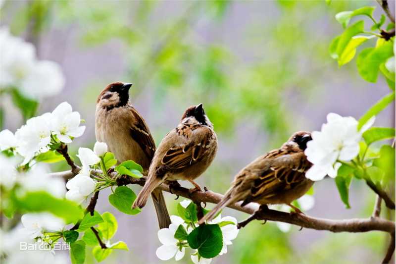 最优质陈复生(Chan Fok-Sang)素颜照
