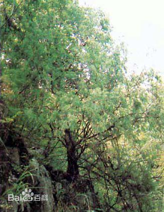 最优质大巴山脉(Ta-pa Mountains亦作Ta-pa Shan或Daba Shan)生活照