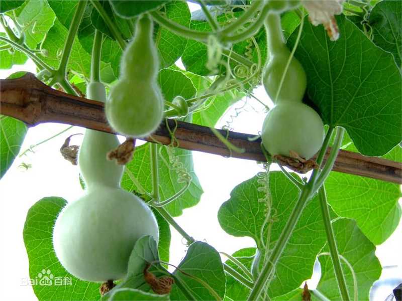 高清应采灵图片