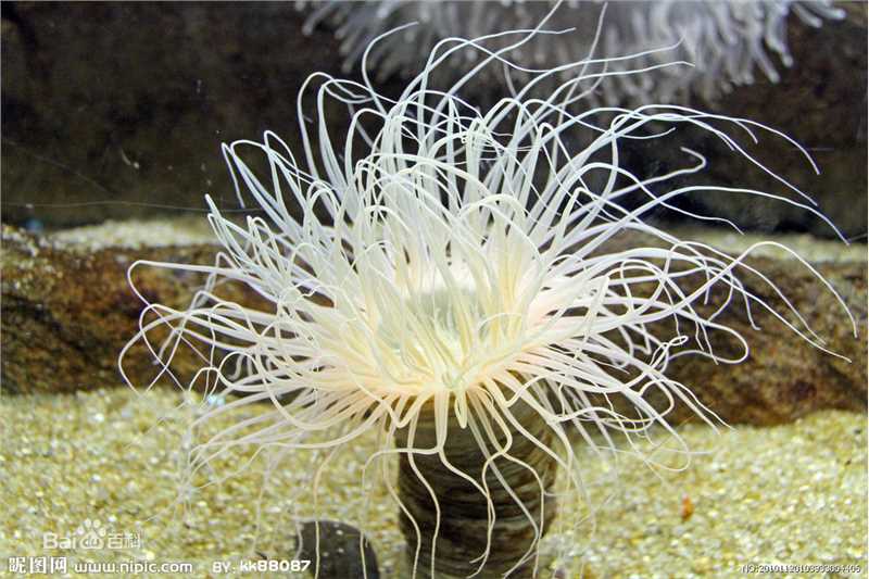 安圣基(/AhnSung Kee)前后照片