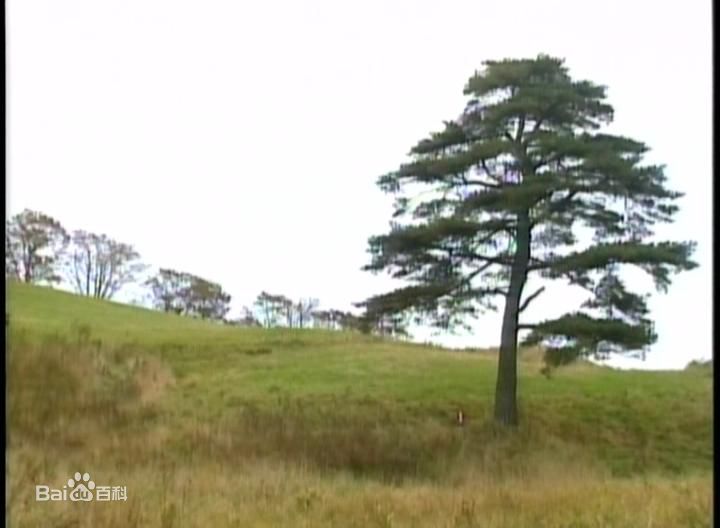 尹锡湖(Yoon Suk Ho)在导演作品《蓝色生死恋》中的