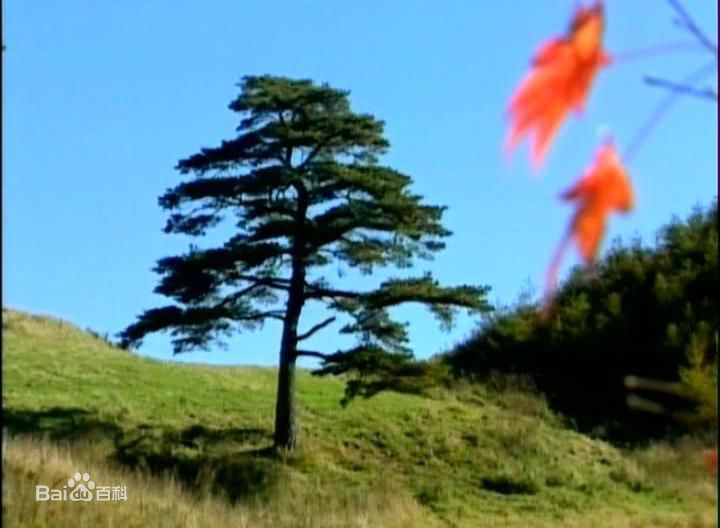 尹锡湖(Yoon Suk Ho)在导演作品《蓝色生死恋》中的
