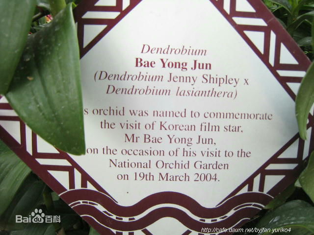 裴勇浚(Bae Yong Joon，)个人荣誉图片壁纸壁纸