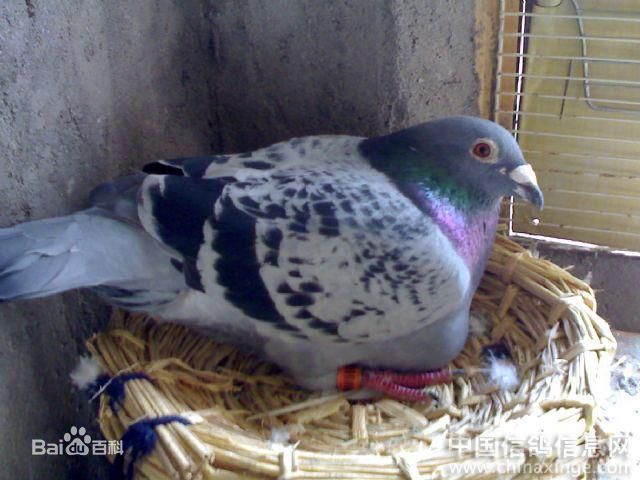 最全董博文(Denis)素颜照