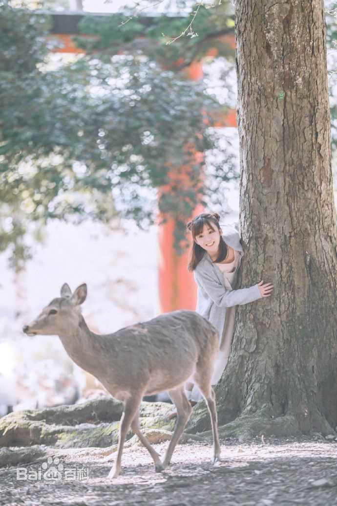 宋伊人(S.Ireine)日本游壁纸壁纸