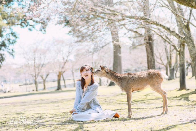 宋伊人(S.Ireine)日本游壁纸壁纸