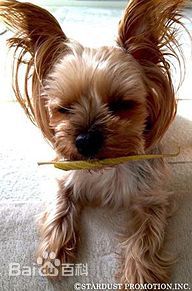 本乡奏多(本郷奏多（平假名：ほんごう かなた/罗马音：Hongo Kanata）)个人生活性感图片图集