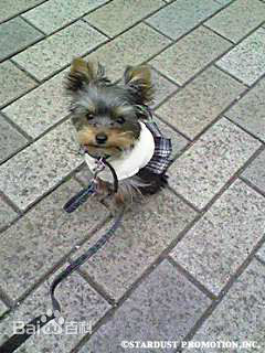 本乡奏多(本郷奏多（平假名：ほんごう かなた/罗马音：Hongo Kanata）)个人生活性感图片图集