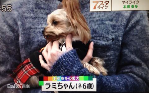 本乡奏多(本郷奏多（平假名：ほんごう かなた/罗马音：Hongo Kanata）)个人生活性感图片图集