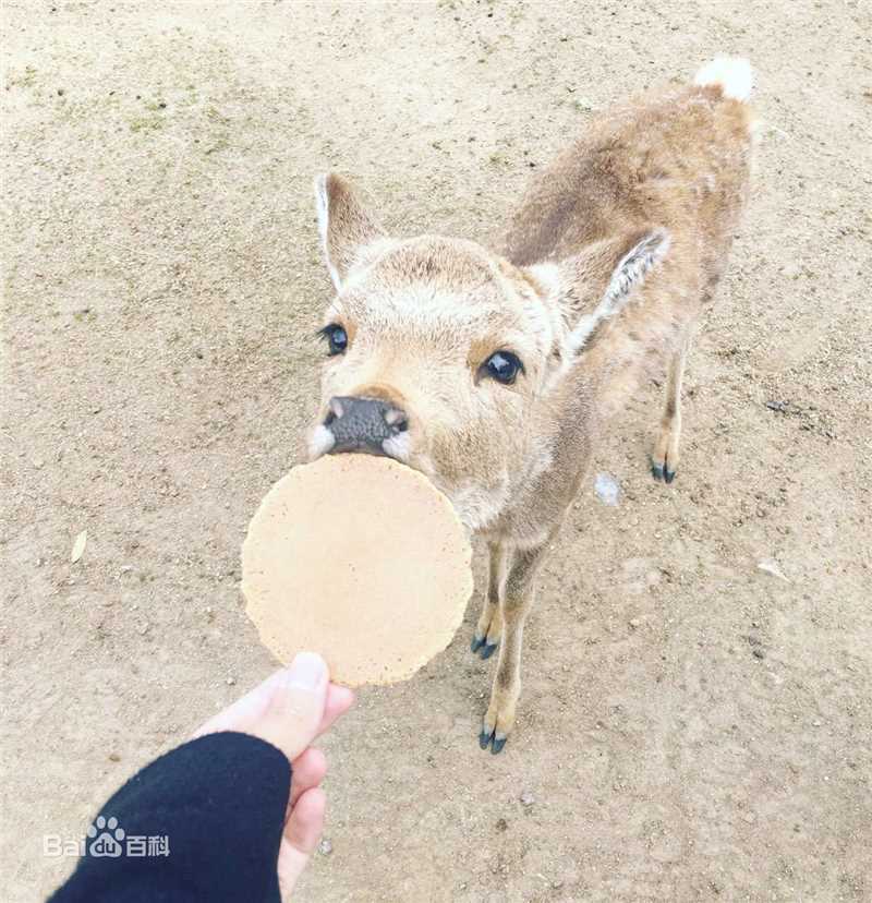 张蓝心(Zoe Zhang)蓝心摄影集壁纸壁纸