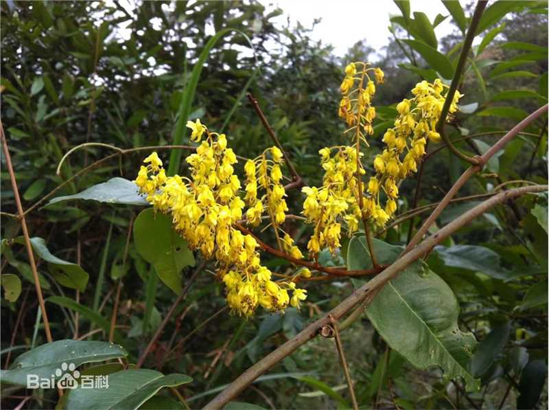 最全黄文永(Huang Wenyong)素颜照