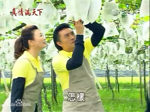 徐贵樱(Kuei-Ying Hsu)出演真情满天下壁纸壁纸