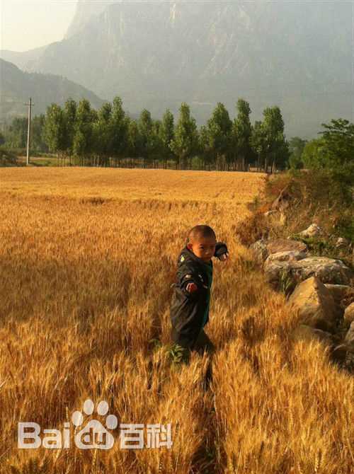 李思瑶 （法号：释小松）盗墓风云★小豹壁纸壁纸