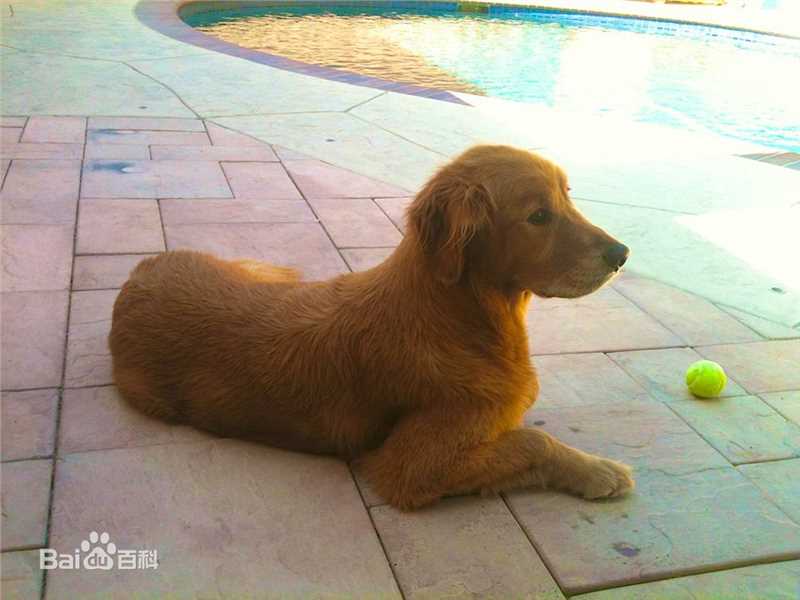 高圣远(Archie Kao（音：阿尔奇）)[爱犬Cooper]前后照片