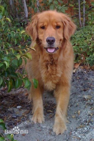 高圣远(Archie Kao（音：阿尔奇）)[爱犬Cooper]前后照片