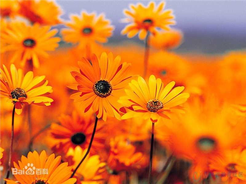 秋(autumn)天美景性感图片图集