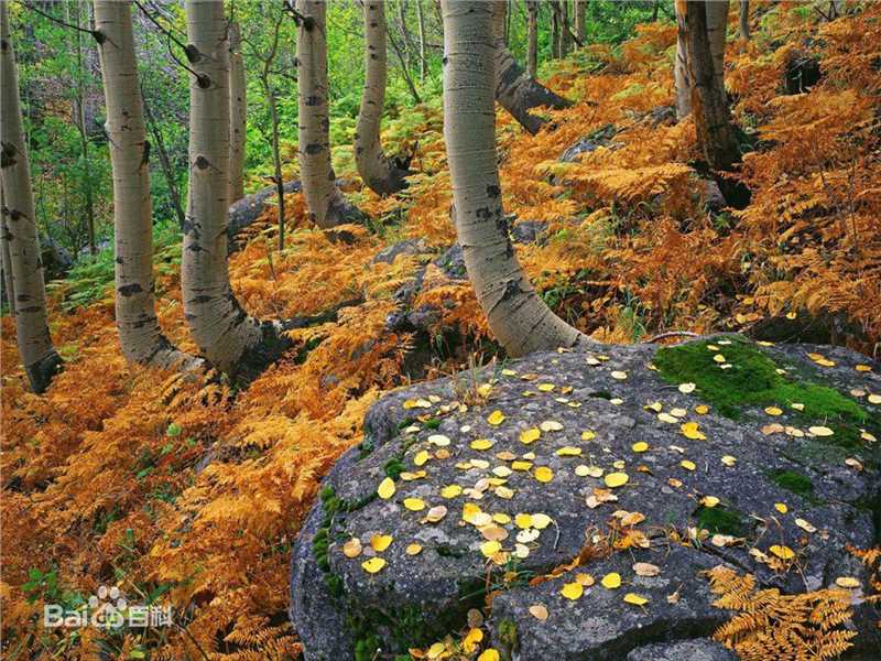 秋(autumn)天美景性感图片图集