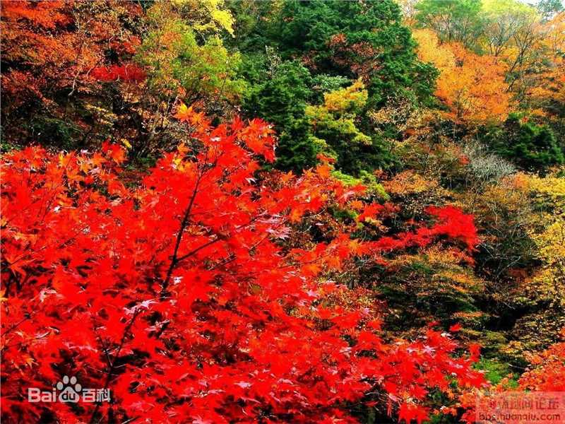 秋(autumn)天美景性感图片图集