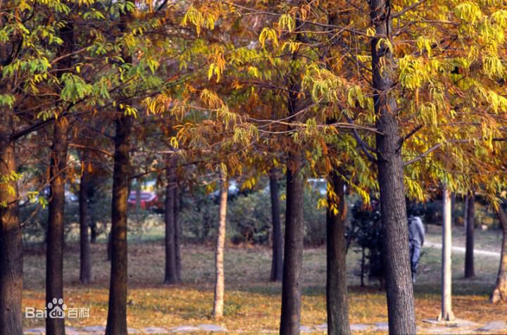 秋(autumn)天美景性感图片图集