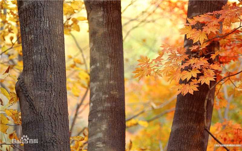 秋(autumn)天美景性感图片图集