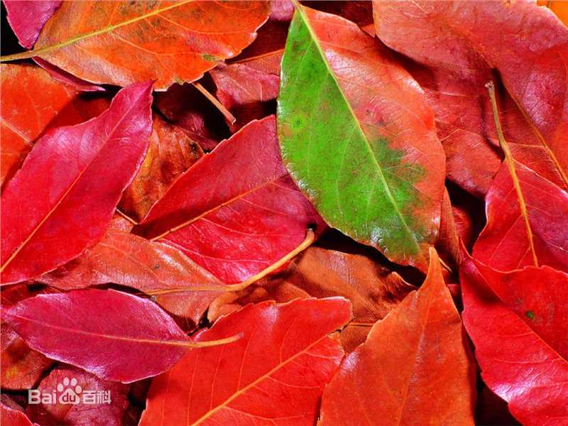 秋(autumn)天美景性感图片图集