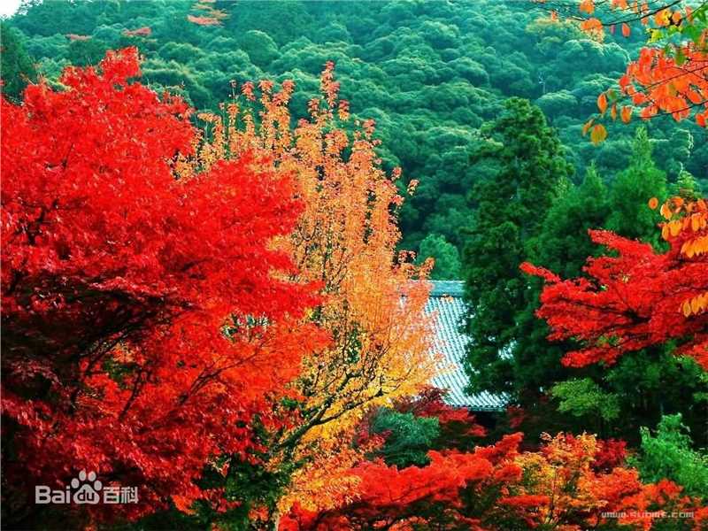 秋(autumn)天美景性感图片图集