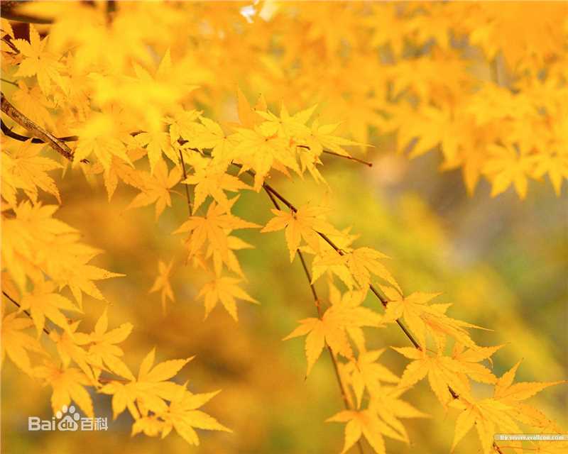 秋(autumn)天美景性感图片图集