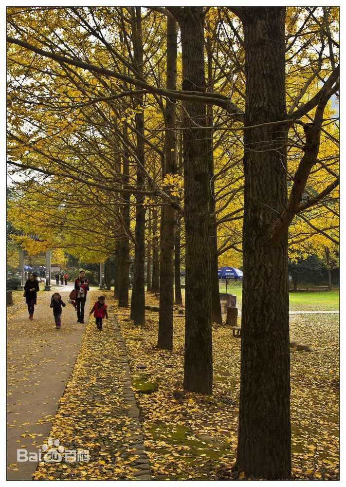 秋(autumn)色壁纸壁纸