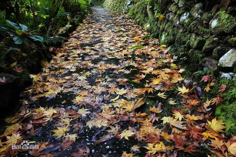 秋(autumn)色壁纸壁纸