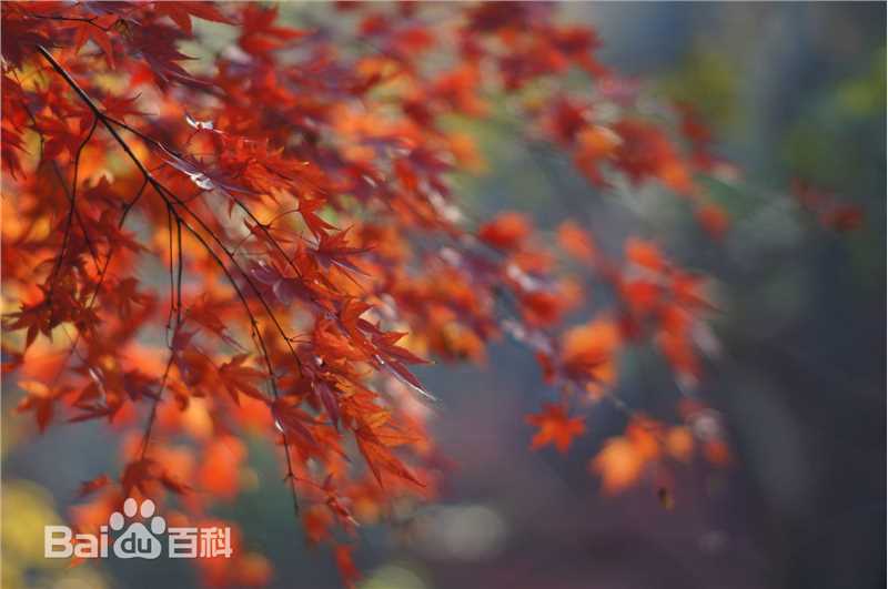 秋(autumn)天景观素颜照相册