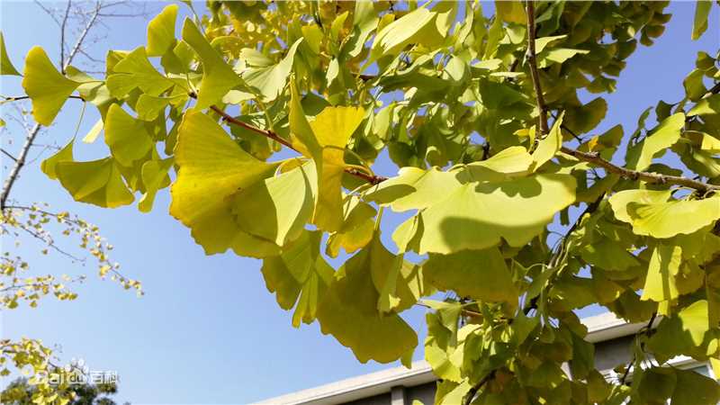 秋(autumn)天景观素颜照相册