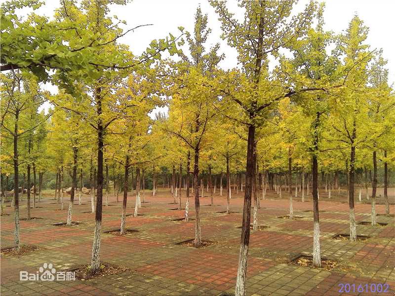 秋(autumn)天景观素颜照相册