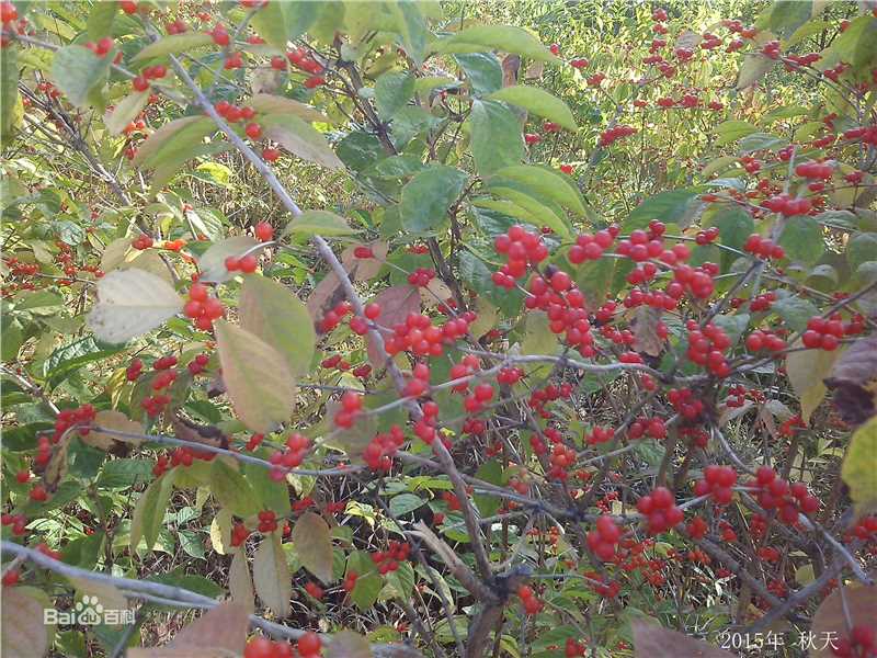 秋(autumn)天景观素颜照相册