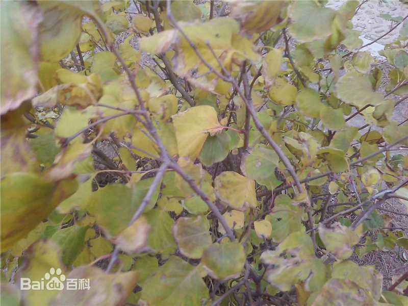 秋(autumn)天景观素颜照相册