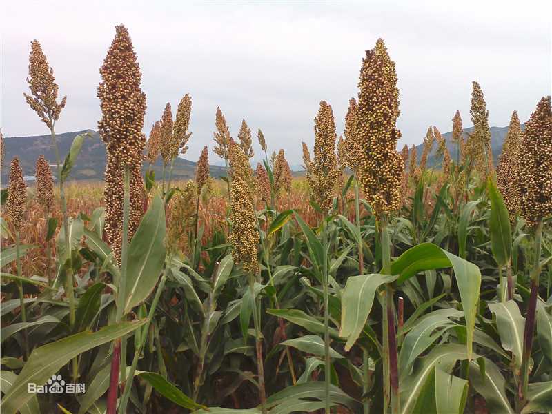 秋(autumn)天景观素颜照相册